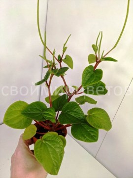 Пеперомия Rana Verde